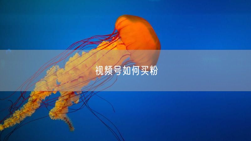 视频号如何买粉
