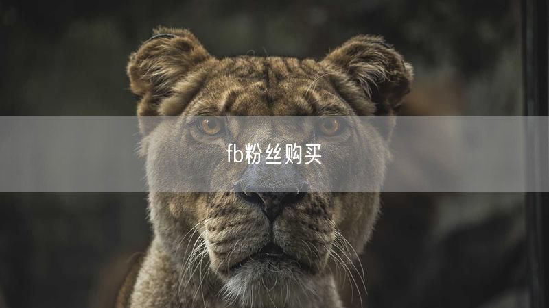 fb粉丝购买