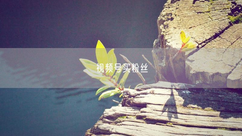 视频号买粉丝