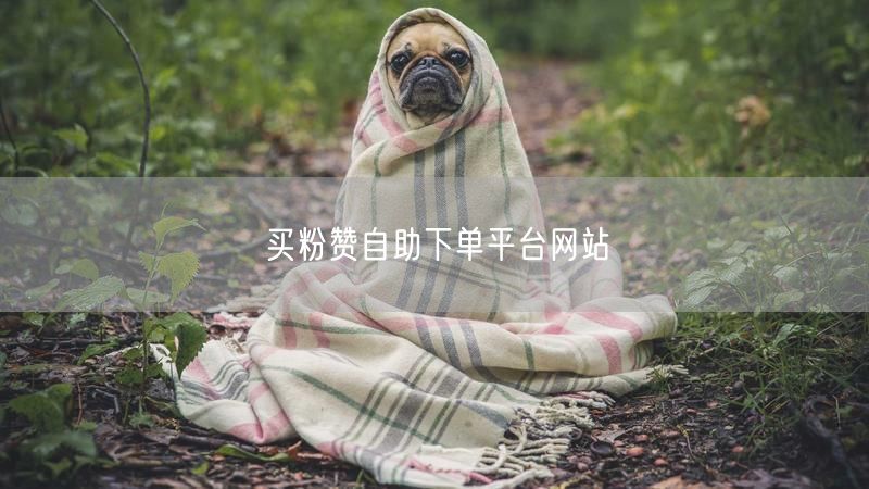 买粉赞自助下单平台网站